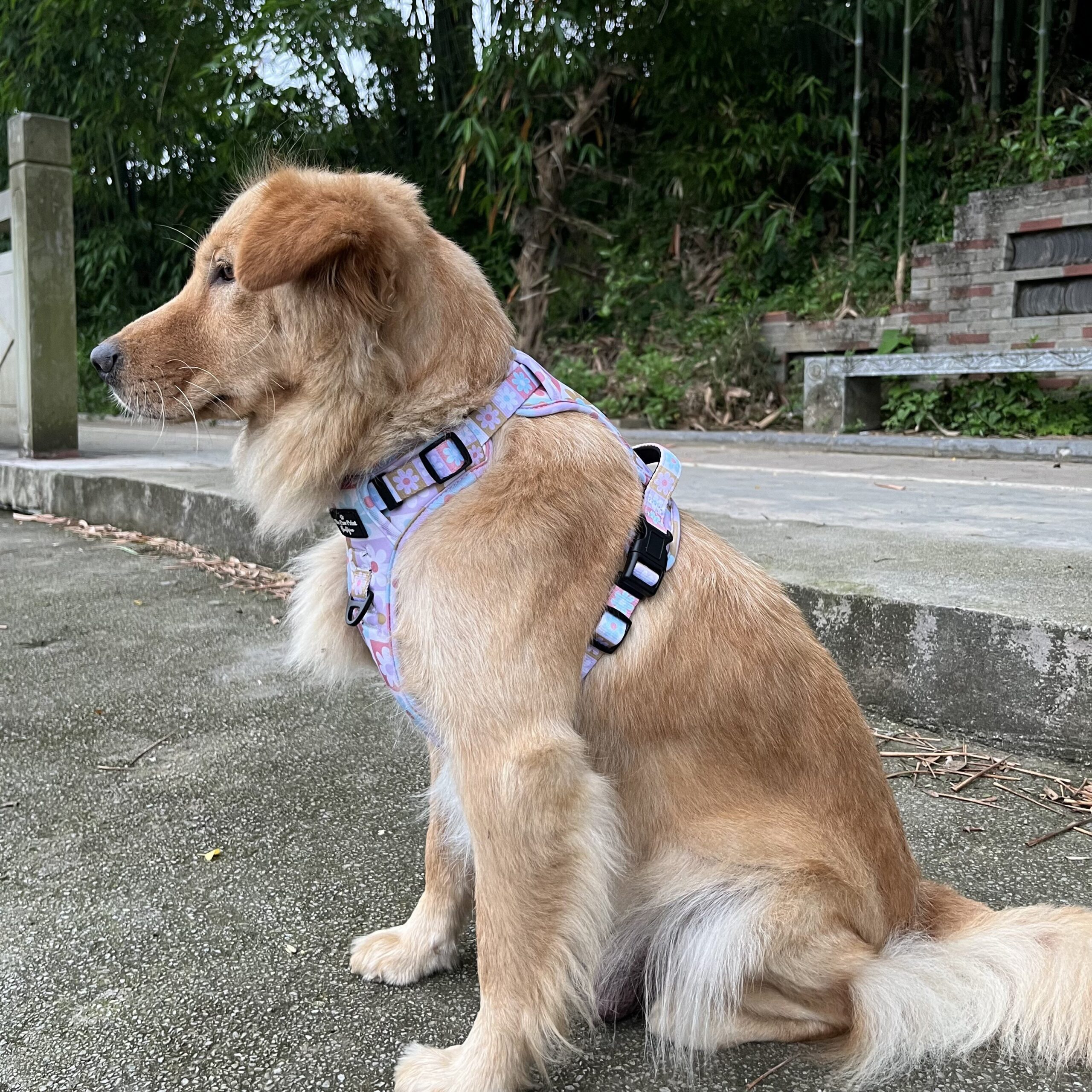A dog pulling on a back-clip harness.
